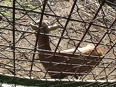 Nessa Devil in beautiful bitch gives an amateur hot blowjob