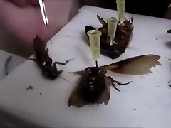 Hard crush before sex